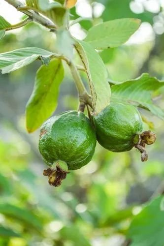 VNR Guava fruit plant