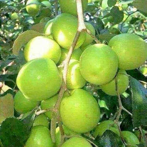 Green Apple Ber Plant
