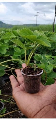 Strawberry Fruit Plant