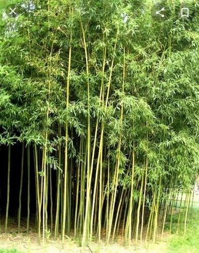 Lucky Bamboo Plant