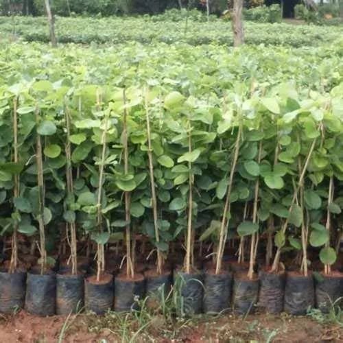 Red Sandalwood Plants Chandan