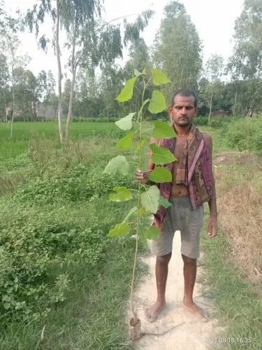 Popular G48 Plant