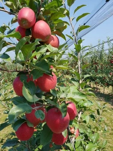 Apple Tree Plants