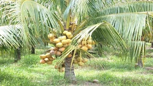 Kerala Coconut Plant